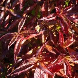 Diervilla sessilifolia "Butterfly".
