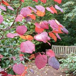 Disanthus à feuilles de cercis.