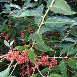 Eléagnus umbellata.