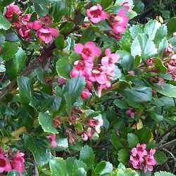 Escallonia rubra var. macrantha.
