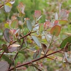 Eucalyptus gunnii.