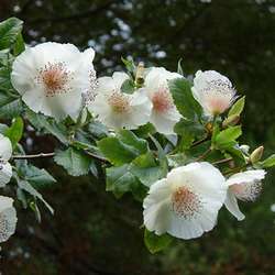 Eucryphia en fleurs.