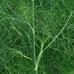 Fenouil.