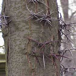Févier gleditsia sinensis.