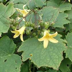 Fleur de cire.