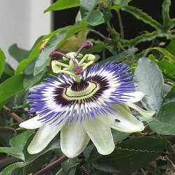 Fleur de la passion bleue.