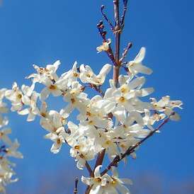 Forsythia blanc de Corée.