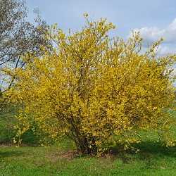Forsythia x intermedia.