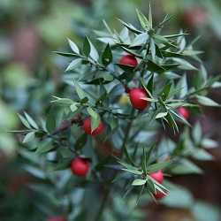 Fragon-petit-houx.