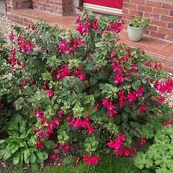 Massif de fuchsia de Magellan.