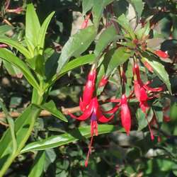 Fuchsia royal "Reitzii".