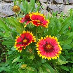 Gaillarde aristata.