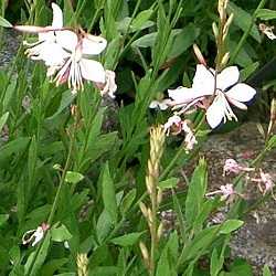 Gaura.