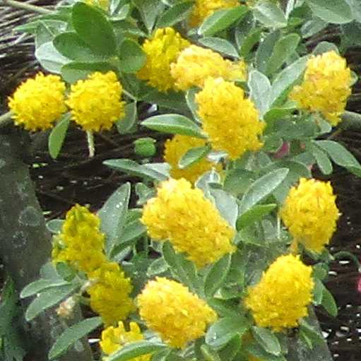 Genêt ananas.