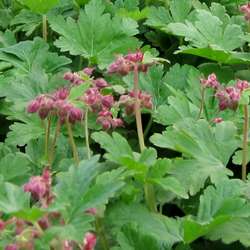 Géranium "Spessart".