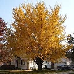 Ginkgo biloba.