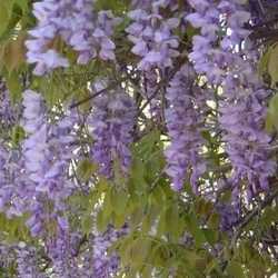 Glycine de Chine.
