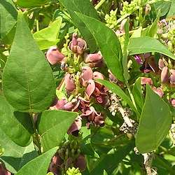 Glycine tubéreuse.