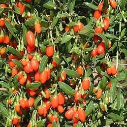 Goji.