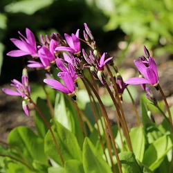 Gyroselle.