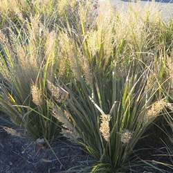 Herbe aux diamants.