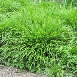 Herbe du Japon.