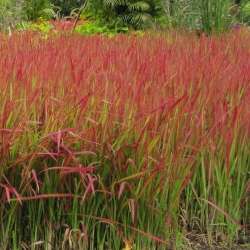 Herbe sanglante.