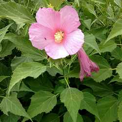 Hibiscus des marais