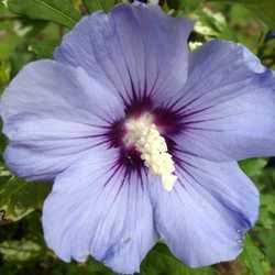 hibiscus "oiseau bleu".