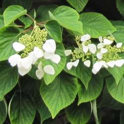Hortensia grimpant du Japon, fleurs et feuilles.