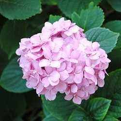 Hortensia.