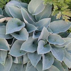 Hosta "Halcyon".