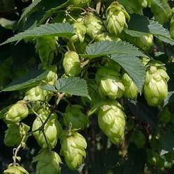 Houblon.