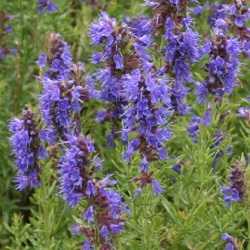 Hysope officinale.