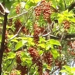 Idésia polycarpa.