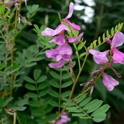 Indigotier heterantha.