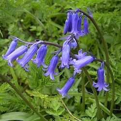Jacinthe des bois.