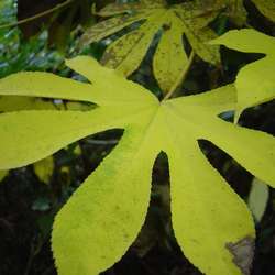 Kalopanax septemlobus f. maximowiczii.