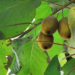 Kiwi actinidia deliciosa.