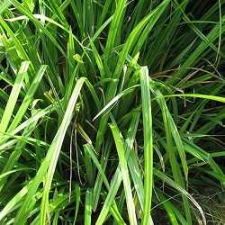 Laîche, carex pendula.
