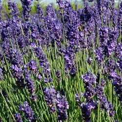 Lavande officinale.