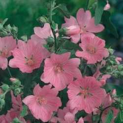 Lavatère arbustive "rosea".
