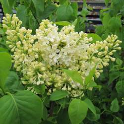 Lilas jaune.