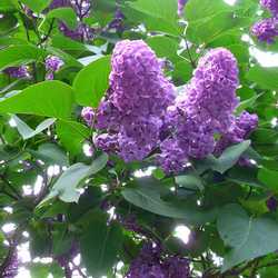 Lilas.