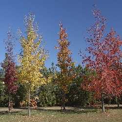 Liquidambar.