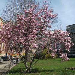 Magnolia de Chine ou de Soulange.