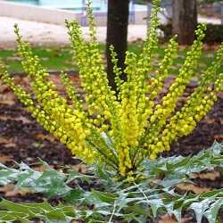 Mahonia x media "winter sun".