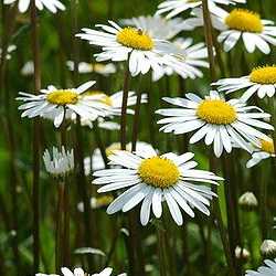 Marguerite.