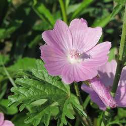 Mauve musquée.