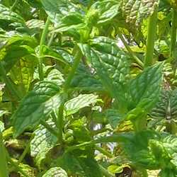 Menthe verte.